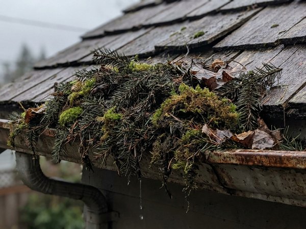 Gutter packed with fir needles before guards
